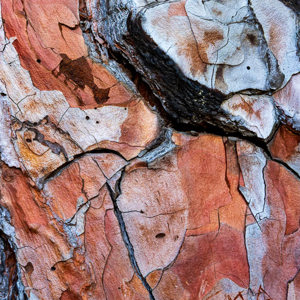 2022-11-10 - Abstracte kunst (bast van dennenboom)<br/>La Cumbrieta - La Palma - Canarische eilanden - Spanje<br/>Canon EOS R5 - 58 mm - f/11.0, 1/8 sec, ISO 800