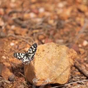 2023-04-22 - Moors dambordje<br/>Wandeling bij Centro de visitant - Retamar - Cabo de Gata - Spanje<br/>Canon EOS R5 - 400 mm - f/5.6, 1/4000 sec, ISO 800