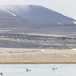 2022-07-19 - Het ijsbeer jong is lekker bij moeder gekropen<br/>Torellneset - Spitsbergen<br/>Canon EOS R5 - 400 mm - f/6.3, 1/2000 sec, ISO 800