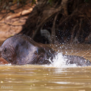 2009-08-19 - De olifant ademt uit via de slurf<br/>Kinabatangan rivier - Sukua - Maleisië<br/>Canon EOS 50D - 400 mm - f/6.3, 0.01 sec, ISO 1000