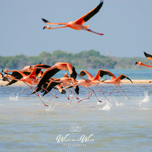 2008-07-11 - Helaas konden we niet al te dichtbij komen<br/>Boot-excursie naar de flamingos - Rio Lagartos - Mexico<br/>Canon EOS 30D - 400 mm - f/7.1, 1/1250 sec, ISO 200
