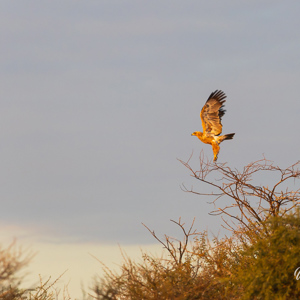 2024-05-07 - Opvliegende arend<br/>Deception Valley Lodge - Central Kalahari Game Reserve - Botswana<br/>Canon EOS R6m2 - 400 mm - f/6.3, 1/400 sec, ISO 1000