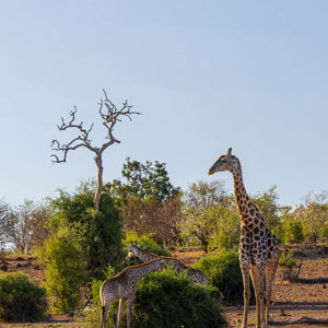 2024-04-28 - Giraf vader met kleintjes<br/>Chobe NP - Muchenje - Botswana<br/>Canon EOS R6m2 - 200 mm - f/8.0, 1/200 sec, ISO 200