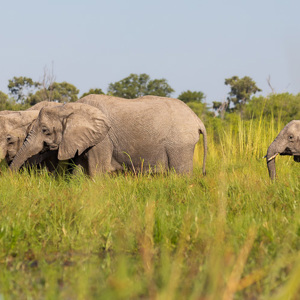 2024-05-02 - Mooi drietal bij elkaar<br/>Moremi Game Reserve - Kwai (Okavango Delta) - Botswana<br/>Canon EOS R6m2 - 200 mm - f/7.1, 1/250 sec, ISO 100