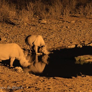 2007-08-20 - Witte neushoorns bij verlichte waterpoel<br/>Etosha NP - Halali - Namibie<br/>Canon EOS 30D - 105 mm - f/8.0, 2.5 sec, ISO 1600