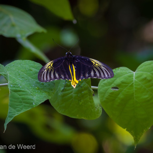 2009-08-21 - Prachtige vlinder, nu in het wild<br/>Borneo Rainforest Lodge - Danum Valley - Maleisië<br/>Canon EOS 50D - 400 mm - f/9.0, 1/30 sec, ISO 800