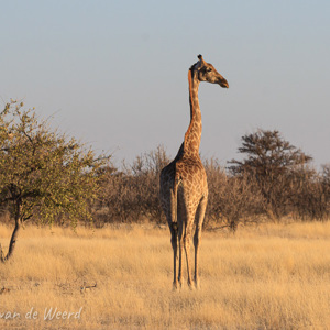2007-08-18 - Giraf vroeg in de ochtend<br/>Etosha NP - Namibie<br/>Canon EOS 30D - 275 mm - f/8.0, 1/400 sec, ISO 200