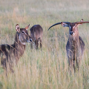 2024-05-02 - Gelukkig staan er niet zoveel bomen<br/>Moremi Game Reserve - Kwai (Okavango Delta) - Botswana<br/>Canon EOS R6m2 - 300 mm - f/6.3, 1/1000 sec, ISO 6400