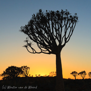 2007-08-07 - Kokerboom bij zonsopkomst<br/>Kokerboomwoud - Keetmanshoop - Namibie<br/>Canon EOS 30D - 41 mm - f/16.0, 0.04 sec, ISO 100