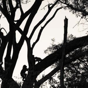 2024-05-03 - Aapjes in silhouet<br/>Moremi Game Reserve - Shorobe (Okavango Delta) - Botswana<br/>Canon EOS R6m2 - 400 mm - f/5.6, 1/1250 sec, ISO 800