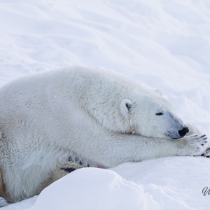 2011-02-10 - Ijsbeer die even uitrust<br/>Ranua Wildlife Park - Ranua - Finland<br/>Canon EOS 7D - 300 mm - f/3.5, 1/800 sec, ISO 200