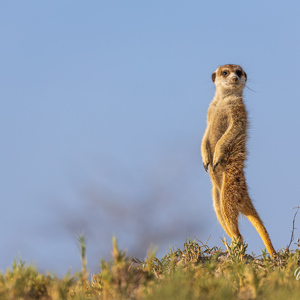2024-05-04 - Waakzaam tijdens het opwarmen<br/>Makgadikgadi NP - Gweta - Botswana<br/>Canon EOS R6m2 - 400 mm - f/6.3, 1/400 sec, ISO 200