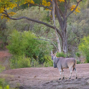 2024-04-29 - Elandantilope<br/>Chobe NP - Muchenje - Botswana<br/>Canon EOS R6m2 - 400 mm - f/7.1, 1/500 sec, ISO 10000