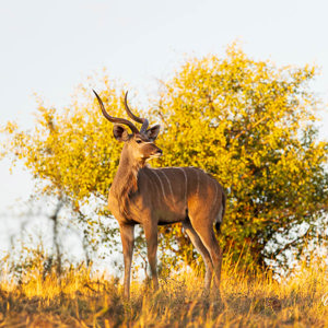2024-04-29 - Kudu<br/>Chobe NP - Muchenje - Botswana<br/>Canon EOS R6m2 - 400 mm - f/7.1, 1/500 sec, ISO 2500