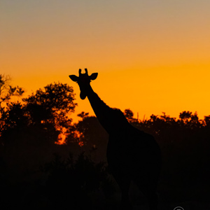 2024-05-01 - Giraf silhouet bij zonsondergang<br/>Kwai Lediba Camp - Kwai (Okavango Delta) - Botswana<br/>Canon EOS R6m2 - 200 mm - f/7.1, 1/40 sec, ISO 12800