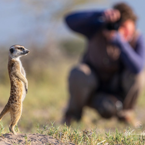 2024-05-04 - Stokstaartje bij Carin<br/>Makgadikgadi NP - Gweta - Botswana<br/>Canon EOS R6m2 - 400 mm - f/6.3, 1/1250 sec, ISO 800