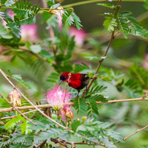 2009-08-17 - Geelrughoningzuiger (Aethopyga siparaja, Crimson Sunbird)<br/>Hotel Sepilok Nature Resort - Sandakan - Maleisië<br/>Canon EOS 50D - 400 mm - f/6.3, 1/80 sec, ISO 800