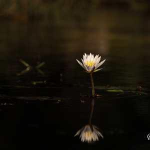 2024-05-02 - Waterlelie<br/>Kwai rivier - Kwai (Okavango Delta) - Botswana<br/>Canon EOS R5 - 400 mm - f/7.1, 1/640 sec, ISO 100