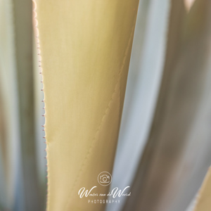 2023-04-23 - Agave abstract<br/>Fort Braco - Tabernas - Spanje<br/>Canon EOS R5 - 76 mm - f/4.0, 1/125 sec, ISO 200
