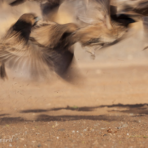 2007-08-07 - Wegvliegende Republikeinwevervogels<br/>Kokerboomwoud - Keetmanshoop - Namibie<br/>Canon EOS 30D - 190 mm - f/20.0, 0.01 sec, ISO 200