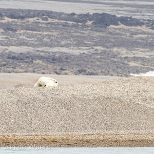 2022-07-19 - Lekker zacht kussen, die rug van moeder<br/>Torellneset - Spitsbergen<br/>Canon EOS R5 - 400 mm - f/6.3, 1/2000 sec, ISO 800