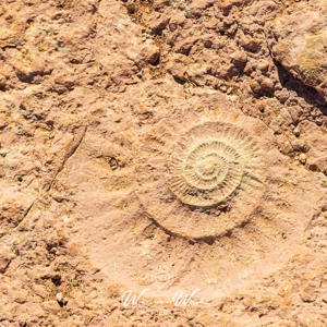 2023-05-01 - Ammoniet fossiel<br/>Paraje Natural Torcal de Anteque - Antequera - Spanje<br/>Canon EOS R5 - 105 mm - f/8.0, 1/500 sec, ISO 200