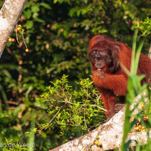 2009-08-19 - De orang-oetan zat heerlijk vruchten te eten<br/>Kinabatangan rivier - Sukua - Maleisië<br/>Canon EOS 50D - 400 mm - f/5.6, 1/800 sec, ISO 400