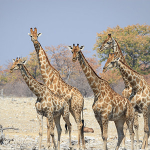 2007-08-19 - Giraffen op weg naar de waterpoel<br/>Etosha NP - Namibie<br/>Canon EOS 30D - 400 mm - f/8.0, 1/800 sec, ISO 200
