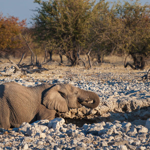 2007-08-17 - Drinken uit een dieperliggende poel<br/>Etosha NP - Namibie<br/>Canon EOS 30D - 340 mm - f/7.1, 1/500 sec, ISO 200