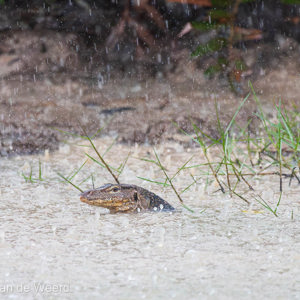 2009-08-05 - De Varaan had er geen last van<br/>Kuala Selangor NP - Kuala Selangor - Maleisië<br/>Canon EOS 50D - 400 mm - f/6.3, 1/640 sec, ISO 1600