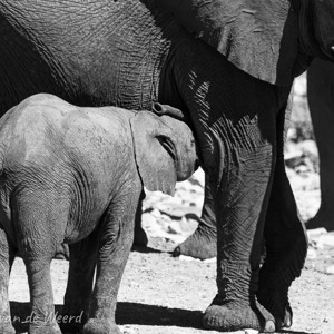 2007-08-21 - Even wat melk drinken bij ma...<br/>Etosha NP - Namibie<br/>Canon EOS 30D - 400 mm - f/5.6, 1/1600 sec, ISO 200