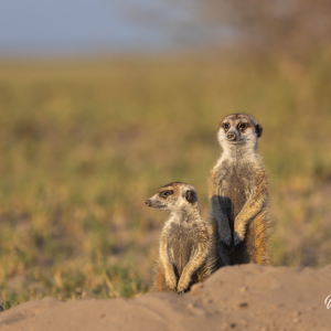 2024-05-04 - Lekker opwarmen in de zon<br/>Makgadikgadi NP - Gweta - Botswana<br/>Canon EOS R6m2 - 400 mm - f/7.1, 1/400 sec, ISO 250