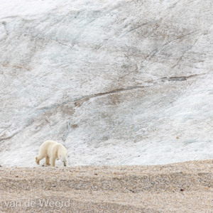 2022-07-19 - De ijsbeer op zoek naar iets eetbaars<br/>Torellneset - Spitsbergen<br/>Canon EOS R5 - 400 mm - f/5.6, 1/3200 sec, ISO 800