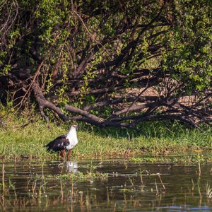 2024-04-27 - Afrikaanse visarend<br/>Zambezi rivier - Victoria Falls - Zimbabwe<br/>Canon EOS R5 - 400 mm - f/8.0, 1/640 sec, ISO 800