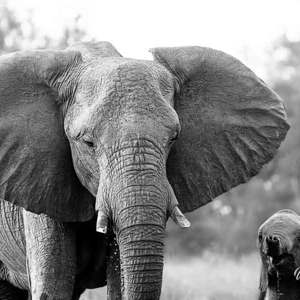 2024-05-02 - Imposante mama met kleintje (met kleine slurf)<br/>Kwai rivier - Kwai (Okavango Delta) - Botswana<br/>Canon EOS R5 - 400 mm - f/7.1, 1/500 sec, ISO 10000