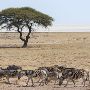 2007-08-19 - Zebra''s voor de Etosha-pan<br/>Etosha NP - Namibie<br/>Canon EOS 30D - 100 mm - f/5.6, 1/1600 sec, ISO 200