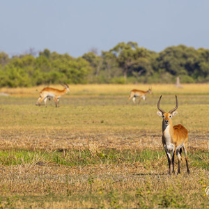 2024-05-03 - Litschiewaterbok, moerasantilope of lechwe (Kobus leche)<br/>Moremi Game Reserve - Shorobe (Okavango Delta) - Botswana<br/>Canon EOS R6m2 - 400 mm - f/7.1, 1/400 sec, ISO 160