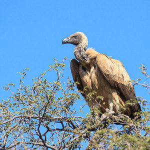 2007-08-22 - Witruggier (Gyps africanus)<br/>Onderweg - Namibie<br/>Canon EOS 30D - 310 mm - f/5.6, 1/1250 sec, ISO 200