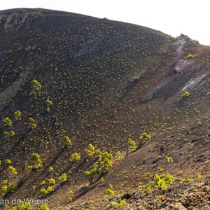 2022-11-14 - Boompjes beginnen te groeien in de vulkaan<br/>Volcan San Antonio- Los Canarios - La Palma - Canarische eilanden - Spanje<br/>Canon EOS R5 - 35 mm - f/8.0, 1/80 sec, ISO 200