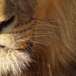 2024-05-07 - Close=up van de leeuwen-snuit<br/>Deception Valley Lodge - Central Kalahari Game Reserve - Botswana<br/>Canon PowerShot SX70 HS -  - , , ISO 250