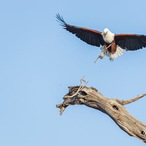 2024-04-28 - Afrikaanse visarend<br/>Chobe NP - Muchenje - Botswana<br/>Canon EOS R6m2 - 400 mm - f/7.1, 1/500 sec, ISO 500