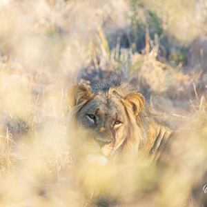 2024-05-07 - Gevonden - toch nog een mannetjes-leeuw gezien<br/>Deception Valley Lodge - Central Kalahari Game Reserve - Botswana<br/>Canon EOS R6m2 - 400 mm - f/7.1, 1/1600 sec, ISO 6400