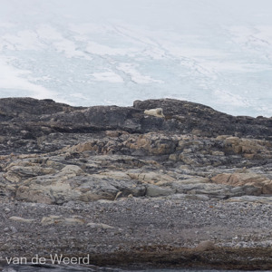 2022-07-17 - De ijsbeer had ons ook gezien of gehoord<br/>Kvitoya - Spitsbergen<br/>Canon EOS R5 - 400 mm - f/8.0, 1/2500 sec, ISO 1250