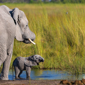 2024-05-02 - Echt een mini-olifantje<br/>Moremi Game Reserve - Kwai (Okavango Delta) - Botswana<br/>Canon EOS R6m2 - 400 mm - f/7.1, 1/500 sec, ISO 320