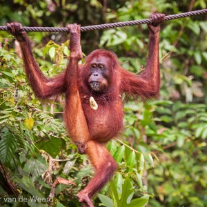 2009-08-17 - Was toch niet zo lekker?!<br/>Sepilok Orang-utan Rehabilitatio - Sandakan - Maleisië<br/>Canon EOS 50D - 275 mm - f/5.6, 1/400 sec, ISO 800