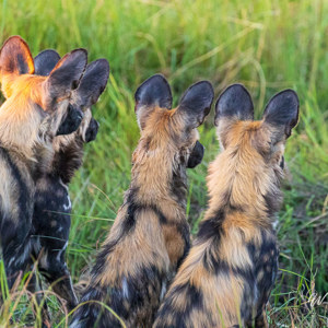 2024-05-01 - Wilde honden oren<br/>Kwai Lediba Camp - Kwai (Okavango Delta) - Botswana<br/>Canon EOS R6m2 - 330 mm - f/7.1, 1/500 sec, ISO 10000