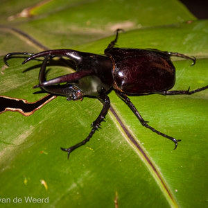 2009-08-21 - Neushoornkever (Chalcosoma moellenkampi, Three-horned Rhinoceros<br/>Borneo Rainforest Lodge - Danum Valley - Maleisië<br/>Canon EOS 50D - 75 mm - f/4.0, 1/60 sec, ISO 800
