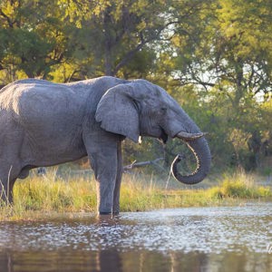 2024-05-02 - Imposant<br/>Kwai rivier - Kwai (Okavango Delta) - Botswana<br/>Canon EOS R5 - 200 mm - f/7.1, 1/250 sec, ISO 1000