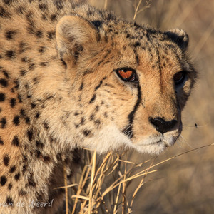 2007-08-23 - Cheeta op jacht<br/>Okonjima Lodge / Africat Foundat - Otjiwarongo - Namibie<br/>Canon EOS 30D - 400 mm - f/8.0, 1/800 sec, ISO 200