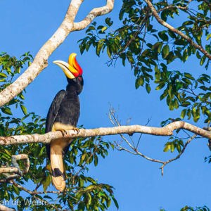 2009-08-19 - Gewone neushoornvogel (Buceros rhinoceros, Rhinoceros Hornbill)<br/>Kinabatangan rivier - Sukua - Maleisië<br/>Canon EOS 50D - 400 mm - f/6.3, 1/800 sec, ISO 320
